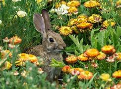 Image result for Orange Rabbit Flowers