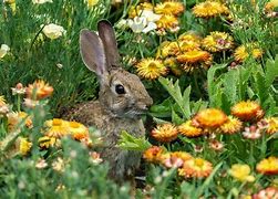 Image result for Rabbit with Purple Flowers
