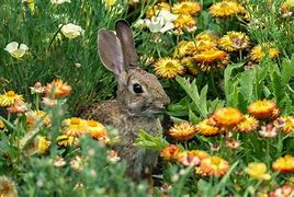 Image result for Flowers That Look Like Rabbits