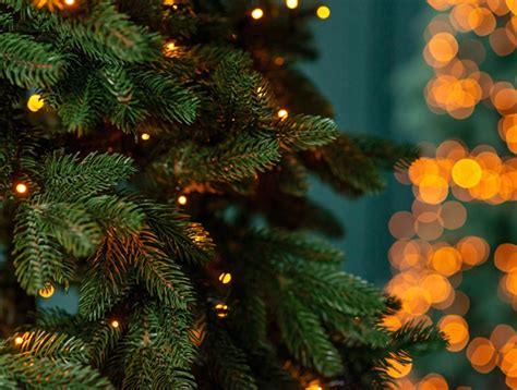 Florida Has One of Most Iconic Christmas Trees in America - 995qyk.com