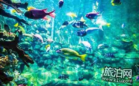 元旦来南京海底世界 感受全新升级的“海岸风情”_新华报业网