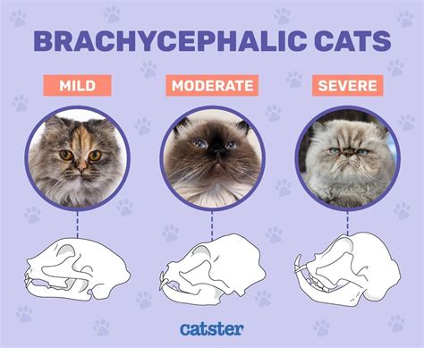 Flat-Face Cats: Our Vet Discusses Brachycephalic Breeds & Health Risks ...