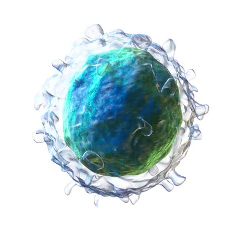 Image result for B Lymphocytes Function