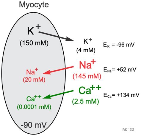Image result for Cell Resting Membrane Potential