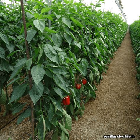 semillas-de-chile.in-26 - semillas-de-chile.in