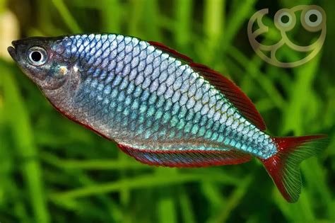 Melanotaenia Praecox