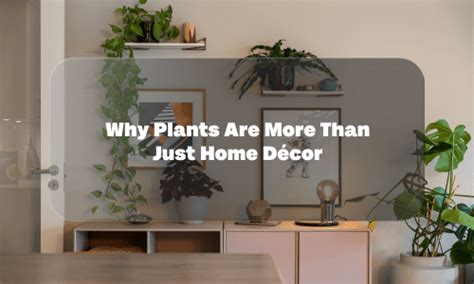 Why Plants Are More Than Just Home Décor – Future Roots Agro Private ...
