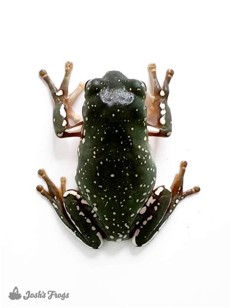 Image result for Snowflake Dumpy Tree Frog