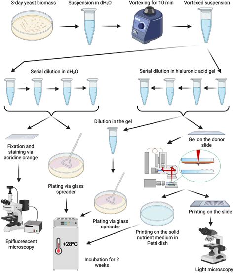 Simple Experiment Design 的图像结果