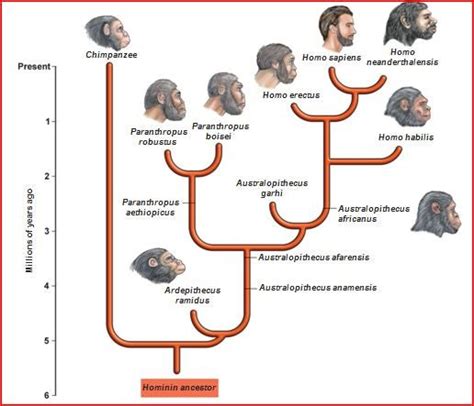 Evolution of Humankind 的图像结果