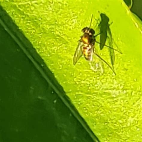 Image result for Alien Bug in Orange Tree