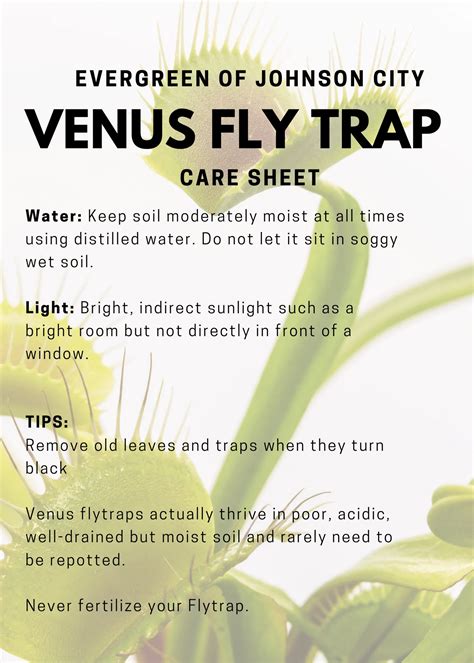 How To Take Care Of A Venus Fly Trap - Cousinyou14