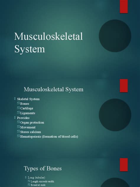 Image result for Introduction to Musculoskeletal System