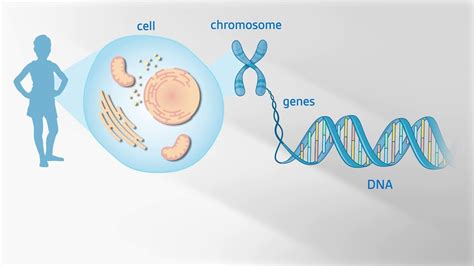 Genetic Disorders: Inheritance, Patterns, Causes, & Treatment