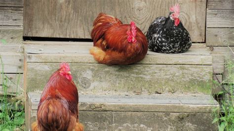 The Ultimate Guide to the New Hampshire Chicken Breed — J&R Pierce ...