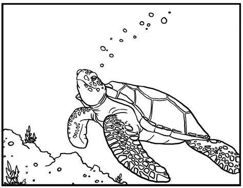 Sea Turtle Coloring Pages – Printable Coloring Pages. FREE