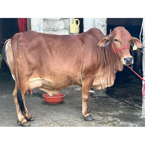 Sahiwal Cow/Chopra Dairy Farm kurukshetra