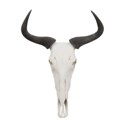 Buy PROTOTYPE Wildebeest Skull Anatomy Study Replica Model Online at ...