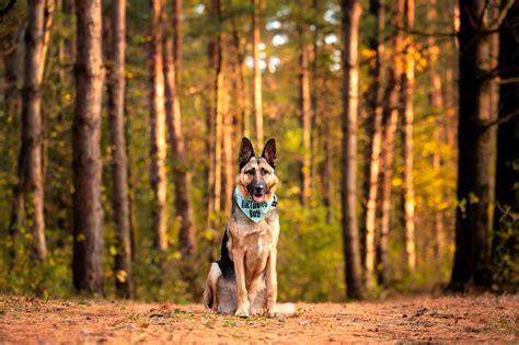 Pine Point Regional Park | Scruff Life Photography