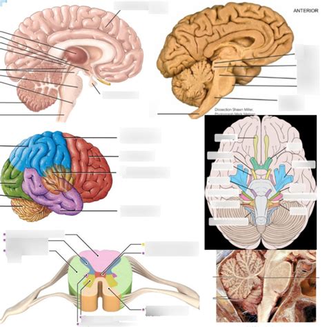Cranial Nerves Quizlet