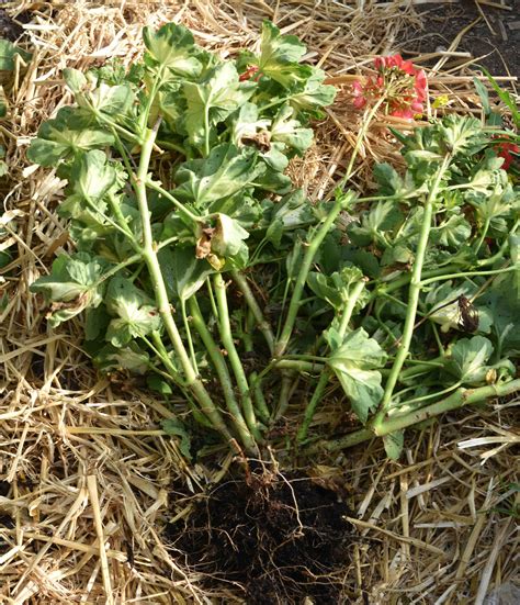 How to overwinter pelargoniums | The Biking Gardener