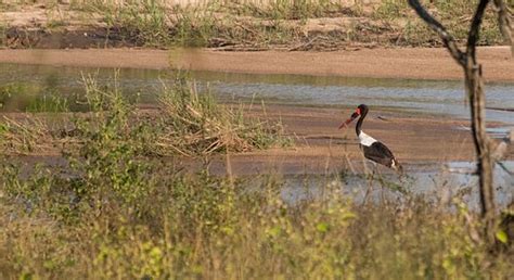 SKUKUZA REST CAMP (Kruger National Park) - Hotel Reviews & Photos ...