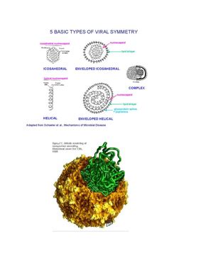 Viruses I - virus notes - Viruses Size Comparison Viral micrographs ...