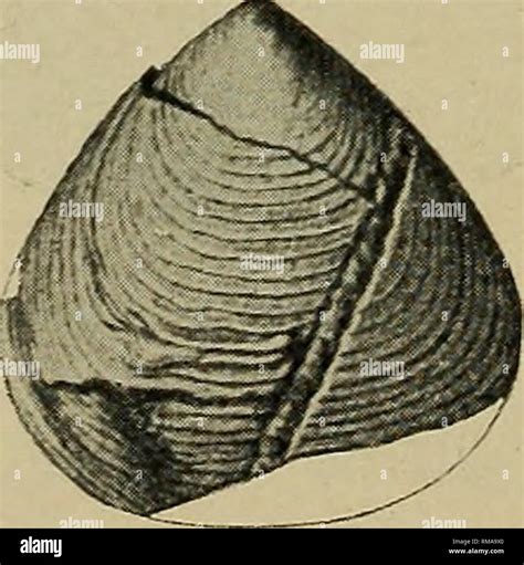 Image result for Lingula Shell