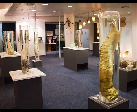 Inside Iceland's Museum of PENISES - Daily Star