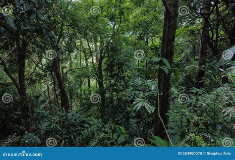Dense Forest in Western Ghats, Tropical Evergreen Forest Stock Photo - Image of bright, forest ...