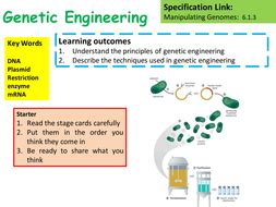 Basic Genetic Engineering GCSE Science OCR 的图像结果