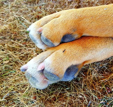 How To Treat A Bee Sting On Dog Paw