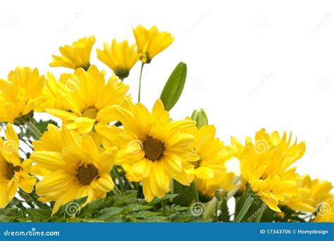 Detail of Yellow Daisy Flowers Stock Photo - Image of bouquet, plant ...