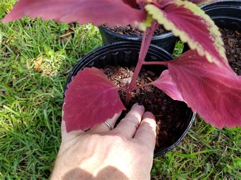 How to Propagate Coleus from Cuttings ~ Garden Down South