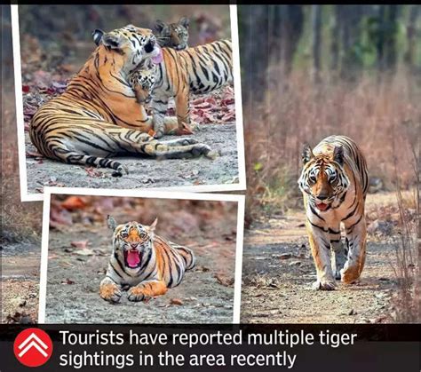 Pench’s Banera gate completes 1 year, solar boats soon