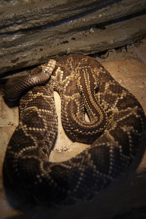 Crotalus Atrox Albino in Essen | Tiere | Kleinanzeigen