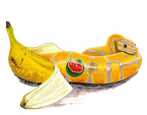 Image result for Banana Ball Python YouTube