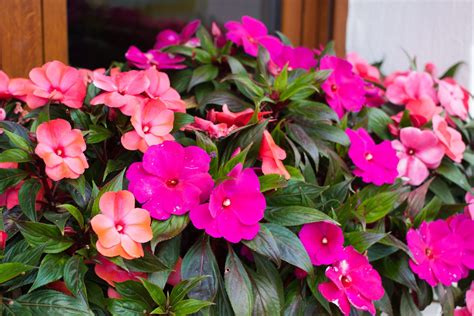 New Guinea Impatiens Provide Color in Shade | Birds and Blooms