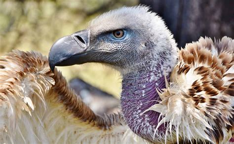 Vulture Bird Facts | Cathartes aura - AZ Animals