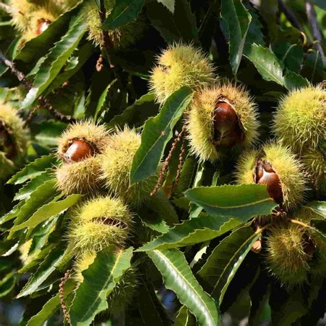 Sweet Chestnut Tree: Discover the Hidden Benefits and Beauty of This R ...