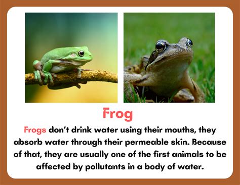 Let's learn about reptile & amphibians Printable & digital cards for KS1 & KS2 with fun Animal ...
