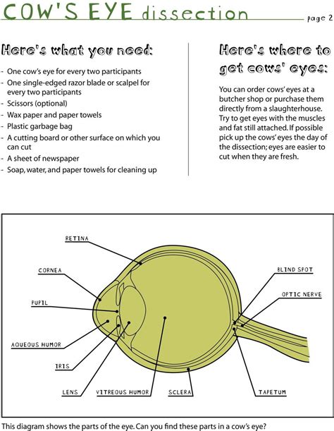 Image result for Cow Eye Dissection Tutorial