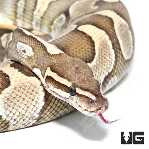 Image result for Lesser Ball Python