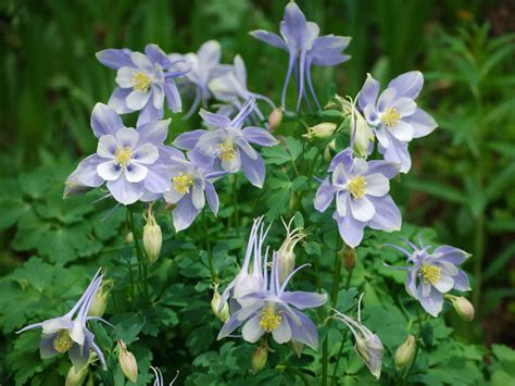 Columbine Flower Plant