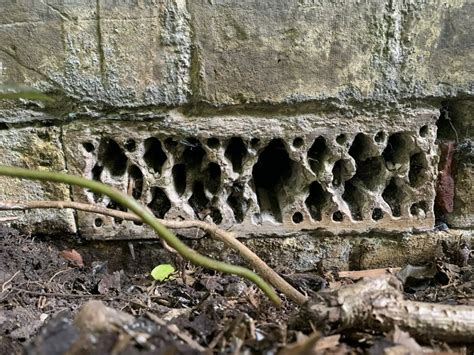 Rodent Entry Points 的图像结果