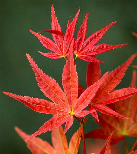 Types Of Japanese Acer Trees at Michelle Peckham blog