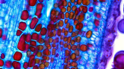 Image result for Compound Brightfield Microscope