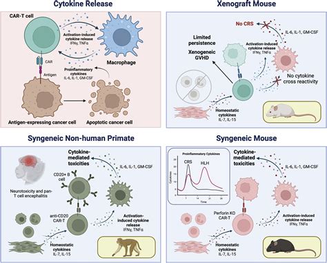 Applying a clinical lens to animal models of CAR-T cell therapies: Molecular Therapy - Methods ...