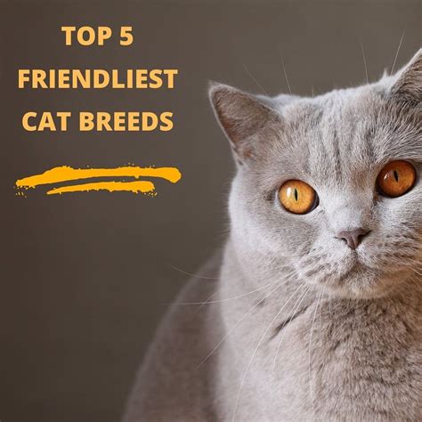 Top 5 Friendliest Cat Breeds at James Auxier blog