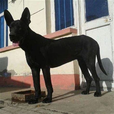 黑狼犬价格,纯种黑狼犬的价格，黑狼犬多少钱一只？